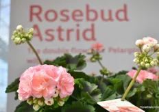 One of the Syngenta Flowers Stars, the Rosebud Astrid. This variety is very popular in Scandinavia and is also the Geranium of the Year 2021 by the trade association Blomsterfrämjandet.